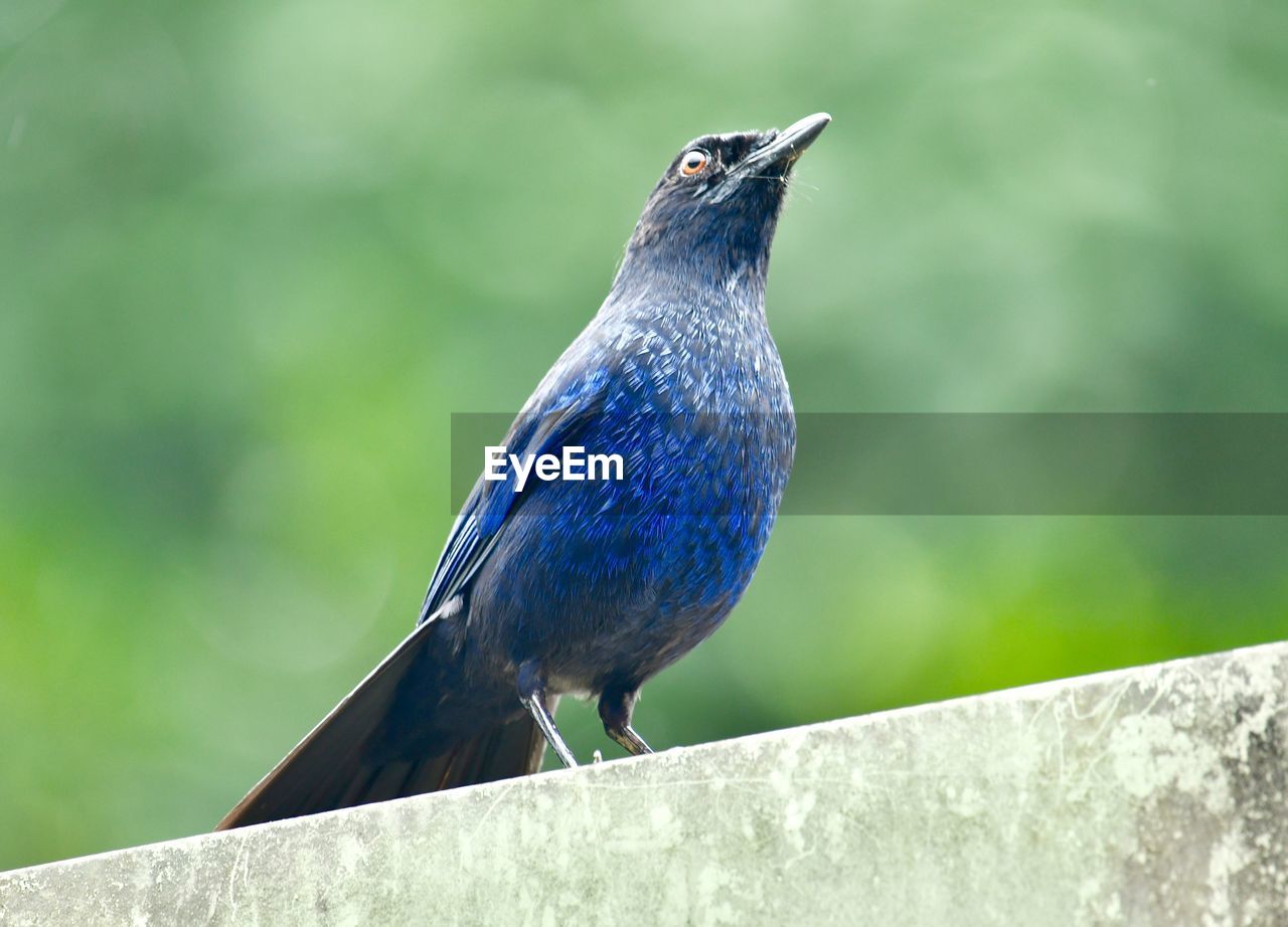 CLOSE-UP OF BIRD PERCHING ON A LEAF