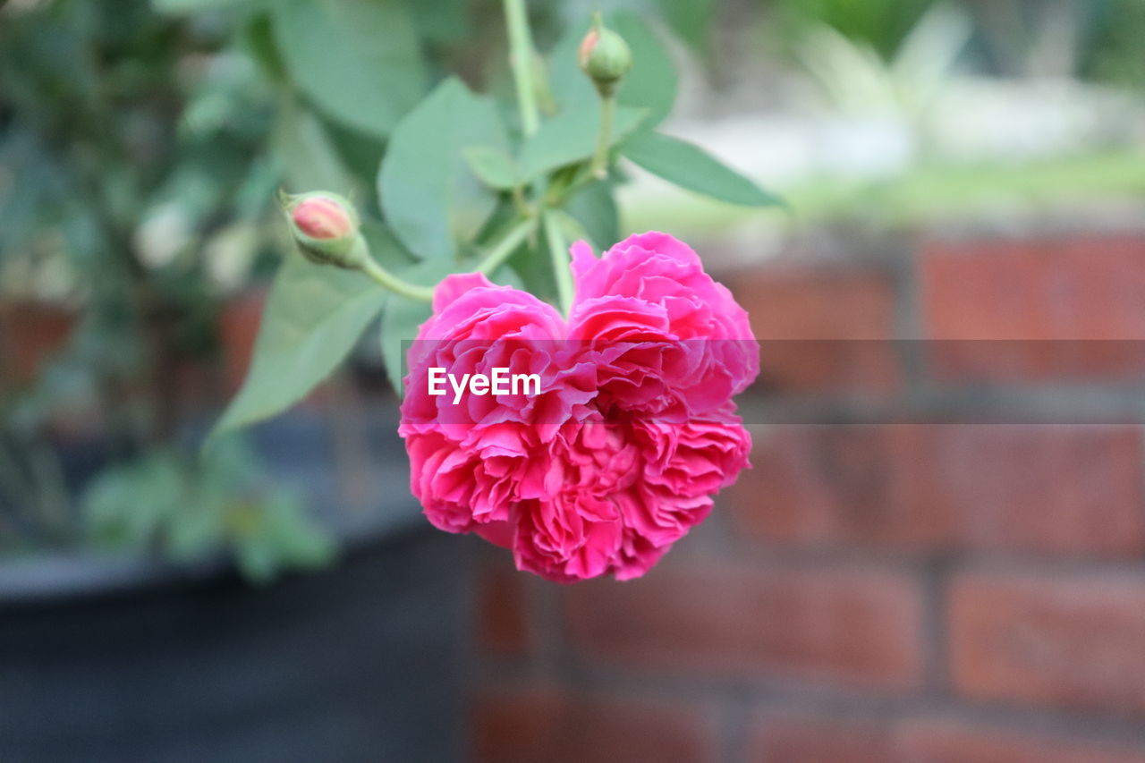 Close-up of pink rose