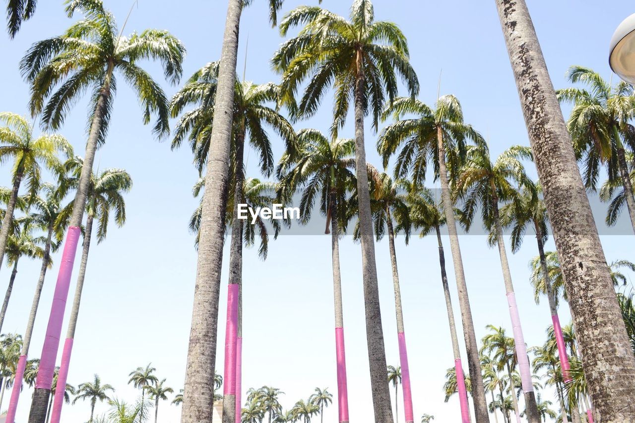 Low angle view of palm trees against clear sky