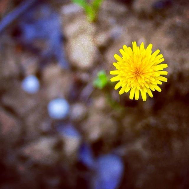 CLOSE-UP OF YELLOW FLOWERS