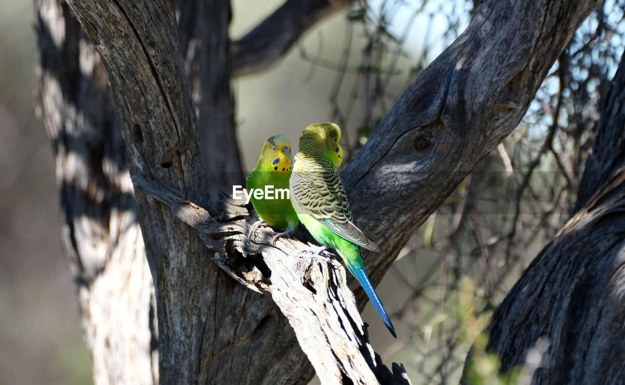 BIRD PERCHING ON BRANCH