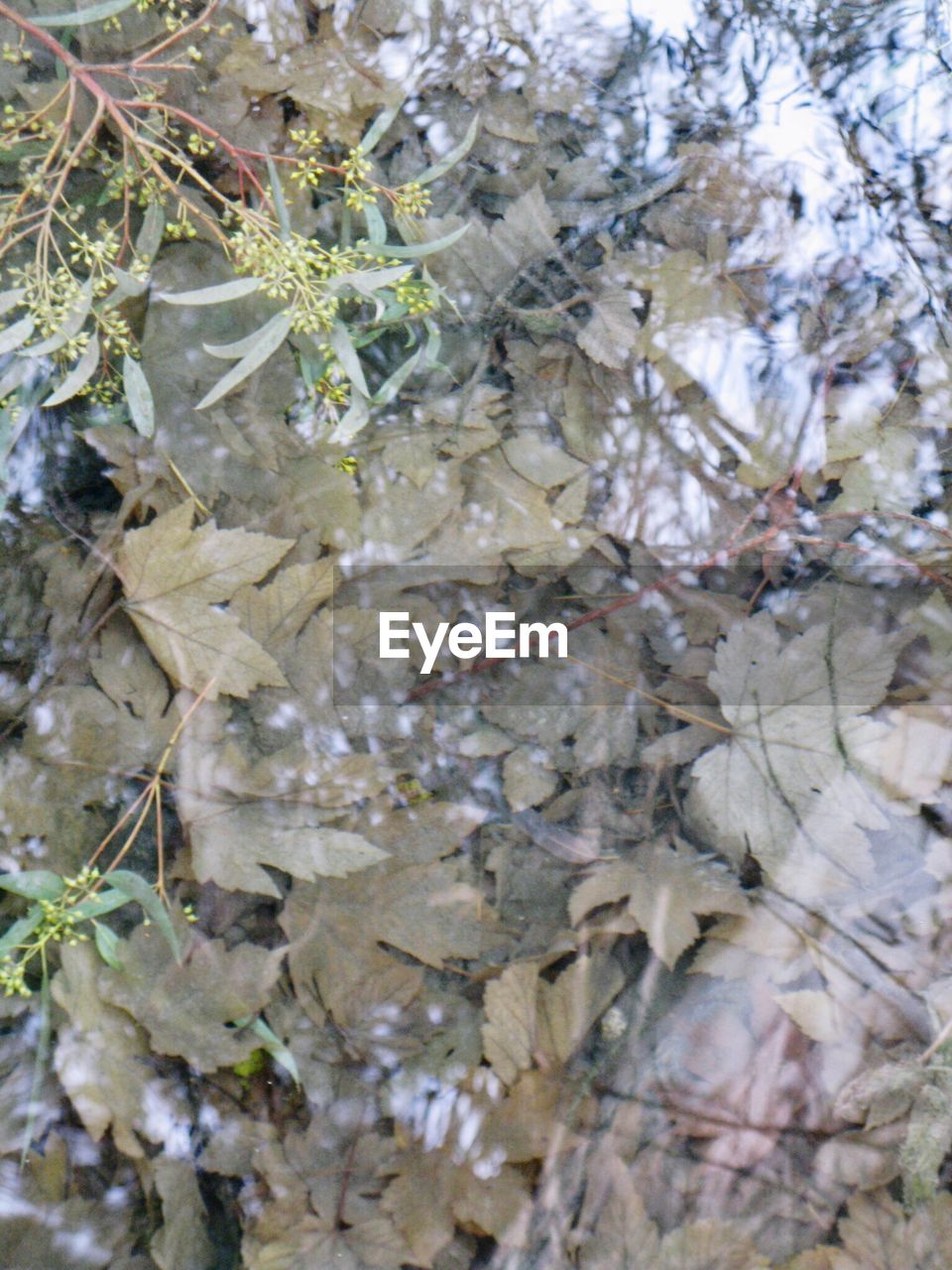 CLOSE-UP OF PLANTS