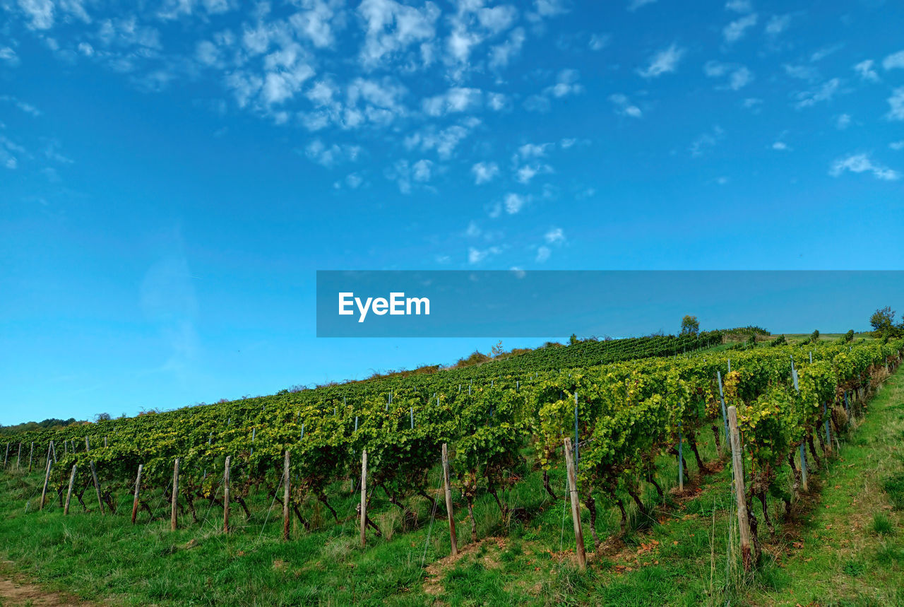 Scenic view of vineyard against sky in  german region nahe near bad kreuznach, rhineland-palatinate