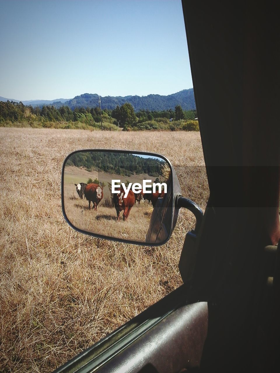 Reflection of cows on side-view mirror by field