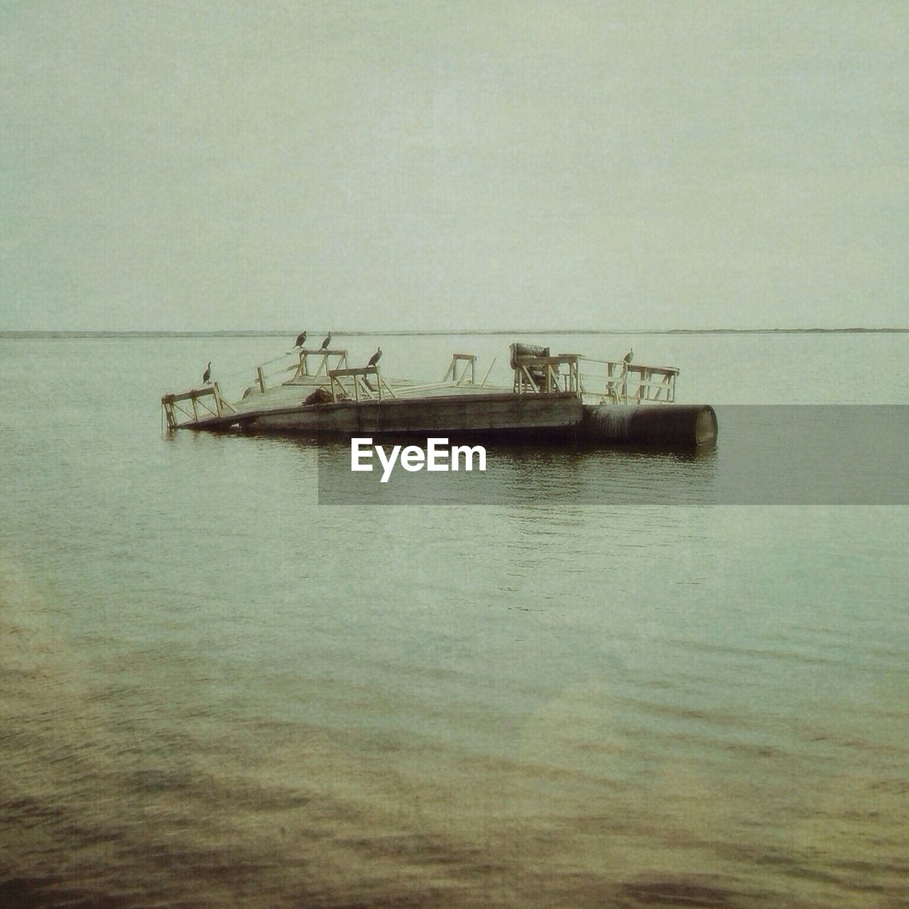 Birds perched on floating platform