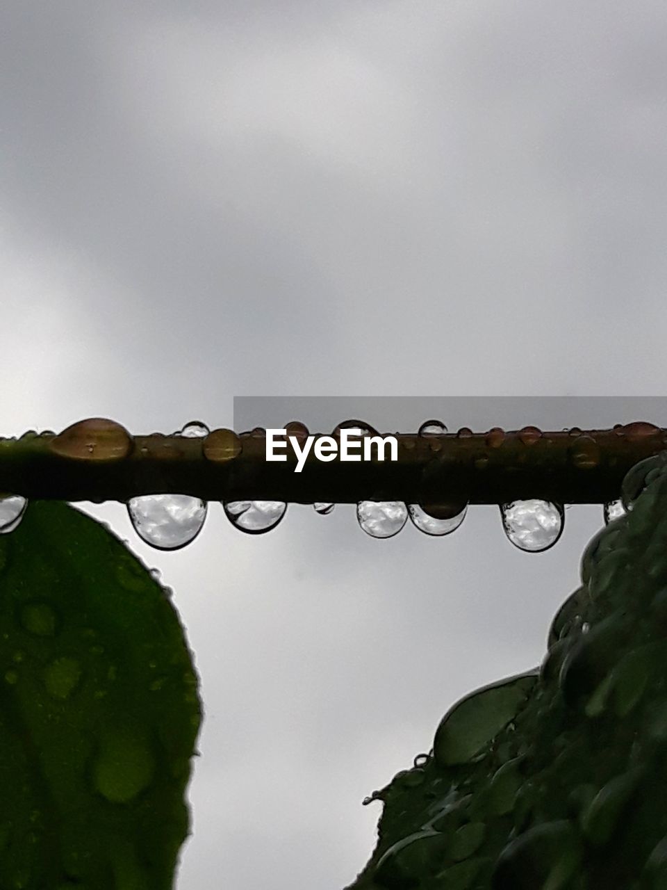 LOW ANGLE VIEW OF RAINDROPS ON LEAVES