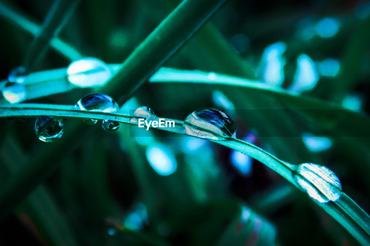 CLOSE-UP OF WATER DROPS ON LEAF