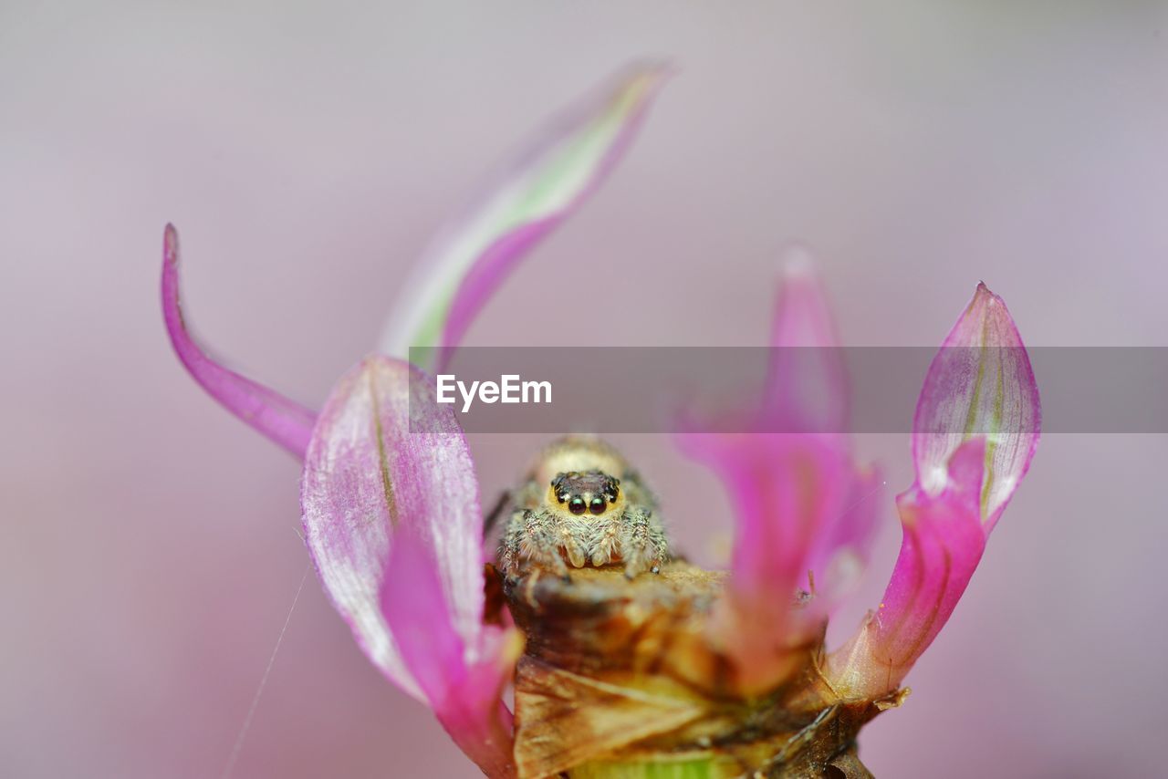 CLOSE-UP OF SPIDER ON FLOWER