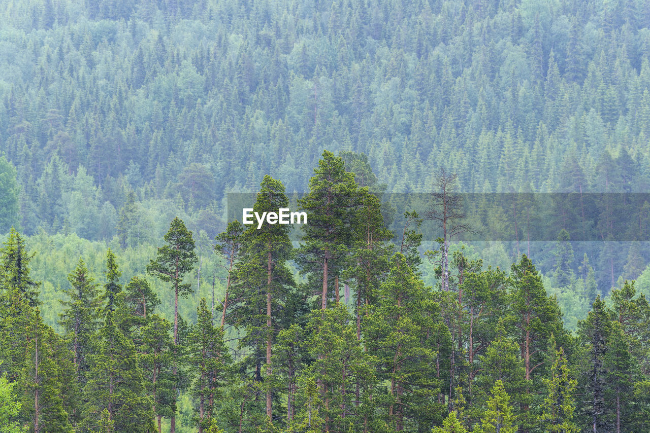 Pine trees in forest