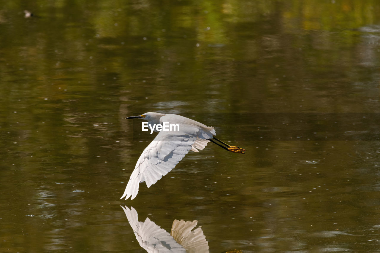 Snowy egret flying over its reflection on the water of a pond.