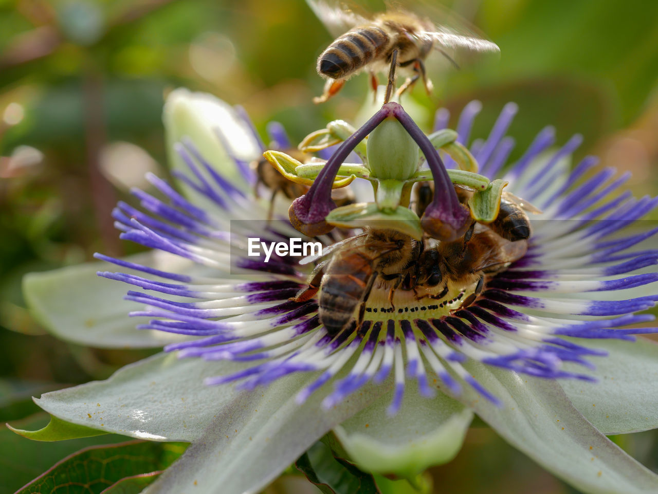 CLOSE-UP OF HONEY BEE ON PURPLE FLOWER