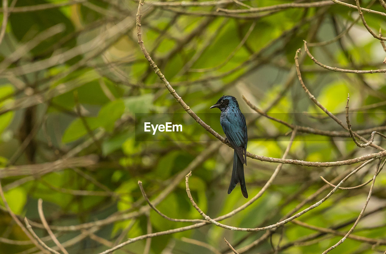 VIEW OF BIRD PERCHING ON TREE