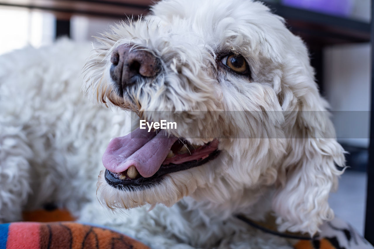 Close-up of dog looking away