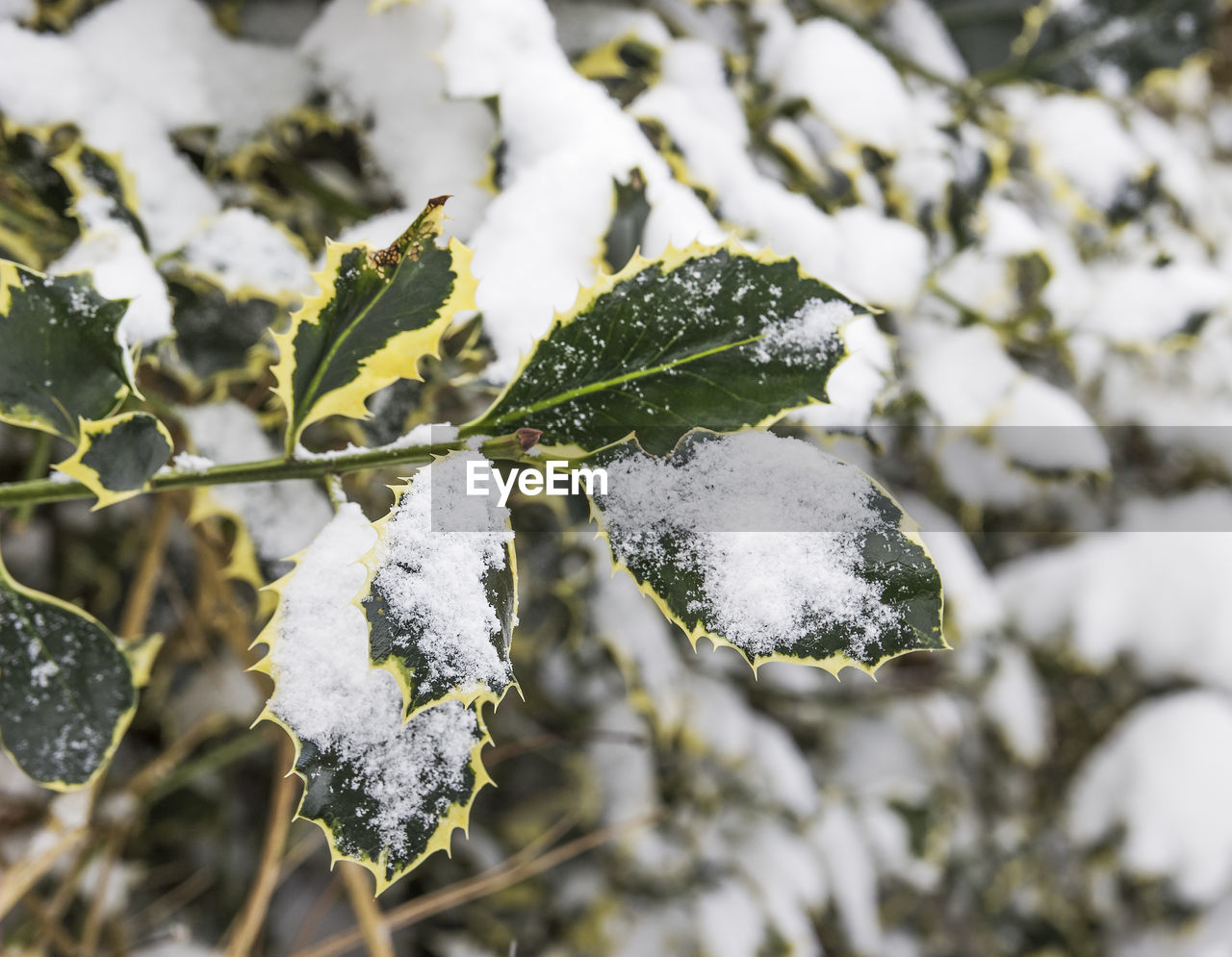 CLOSE-UP OF FROZEN LEAF