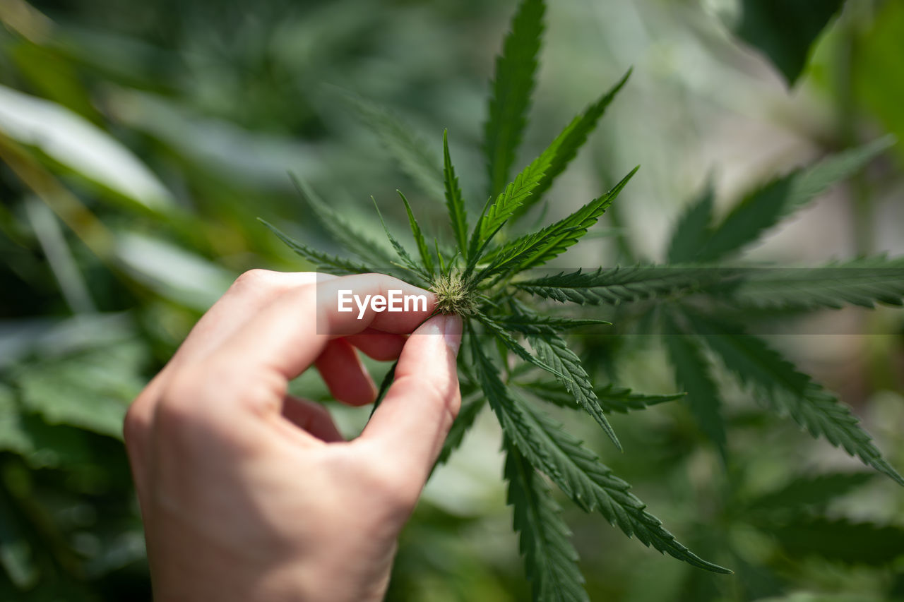 Cropped hand of person holding cannabis plant