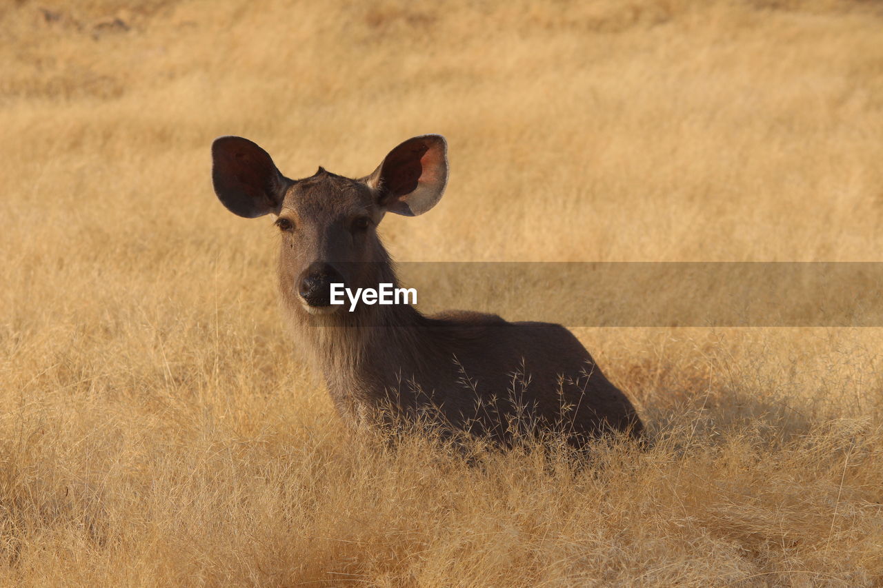 Portrait of a deer in grass