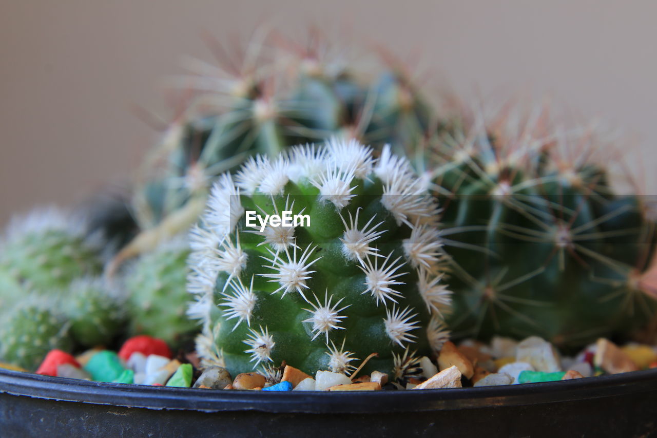 Close-up of cactus flower pot