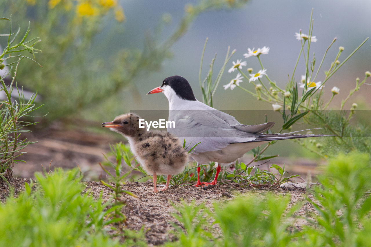 BIRDS ON FIELD