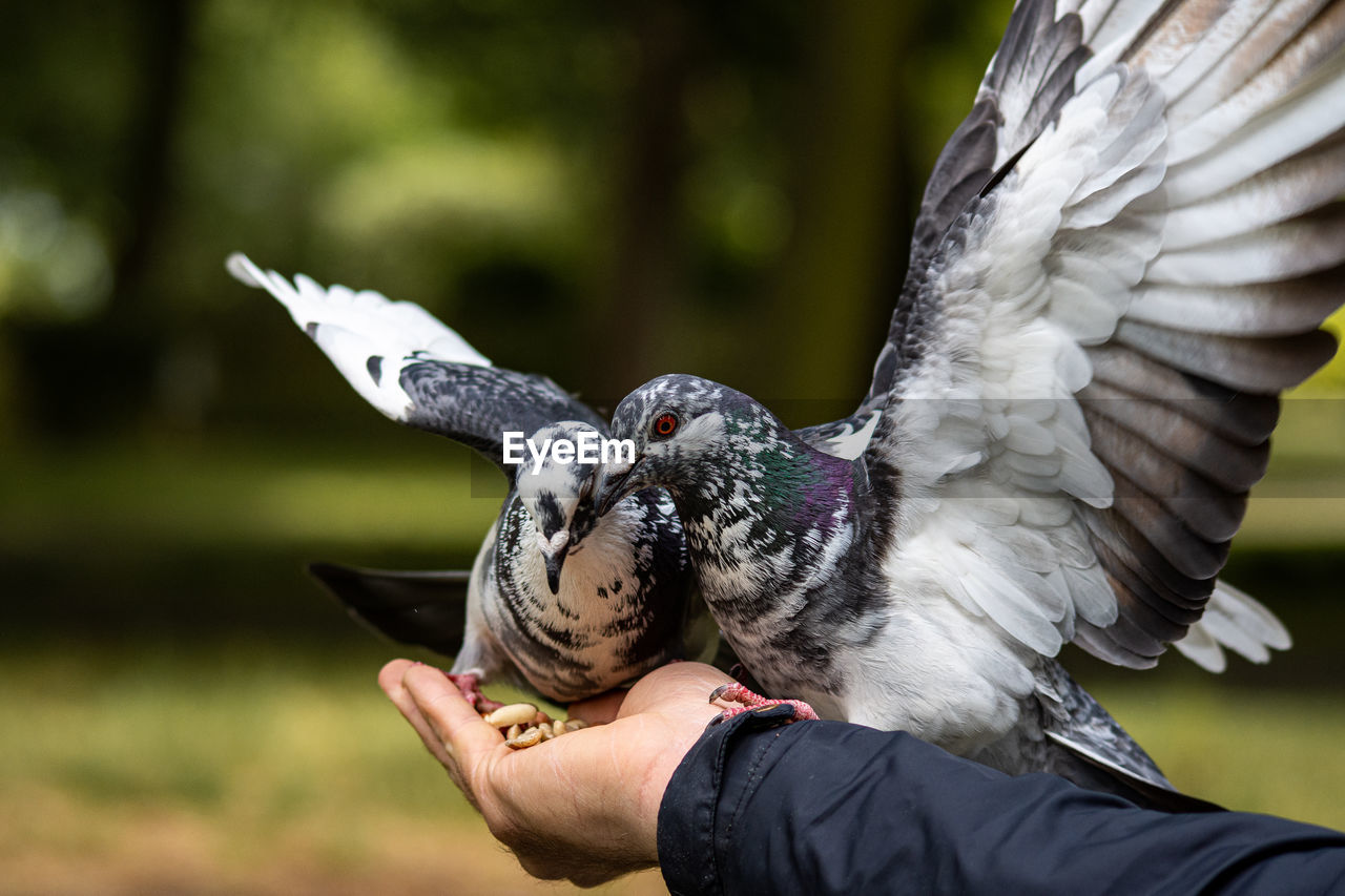 Pigeons eating nuts from hand