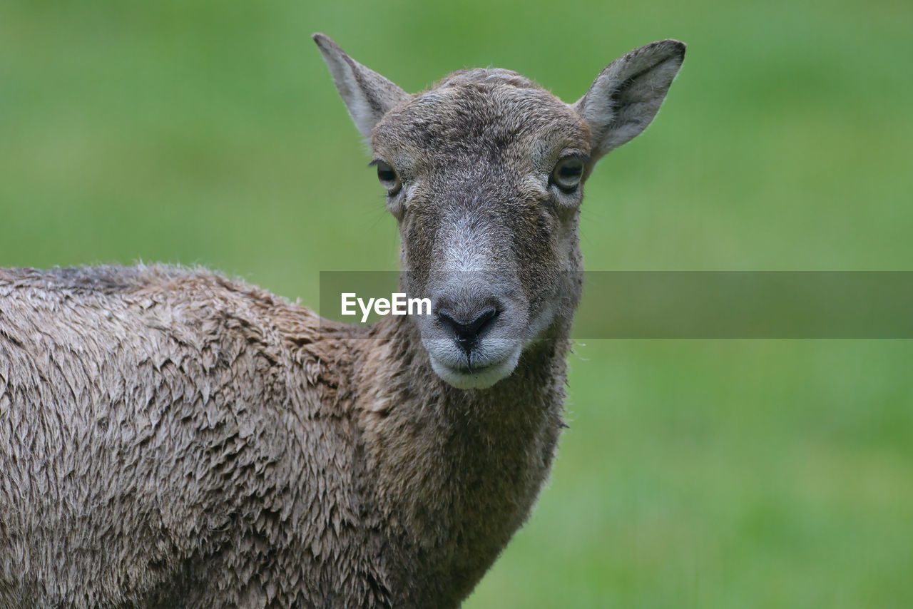 animal themes, animal, mammal, one animal, animal wildlife, portrait, wildlife, sheep, looking at camera, domestic animals, no people, nature, livestock, animal body part, bighorn, focus on foreground, close-up, deer, grass, day, outdoors, animal head, horn