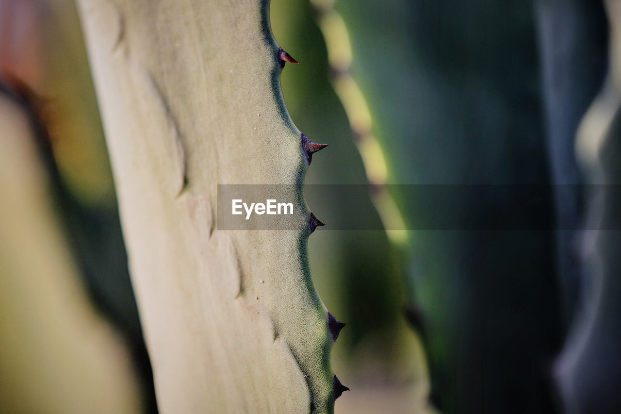 Aloe Aloe Vera Beautiful Cactus Cactus Flower Green Mediterranean  Nature Palm Tree Plant Plants Tree Wonderful Aloe Vera Plant Art Of Nature Beauty In Nature Close-up Flowers Garden Italy Plants And Flowers Selective Focus Thorn