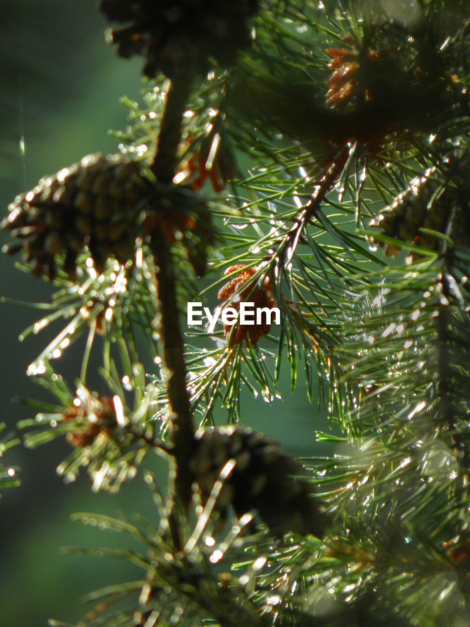 CLOSE-UP OF CHRISTMAS TREE