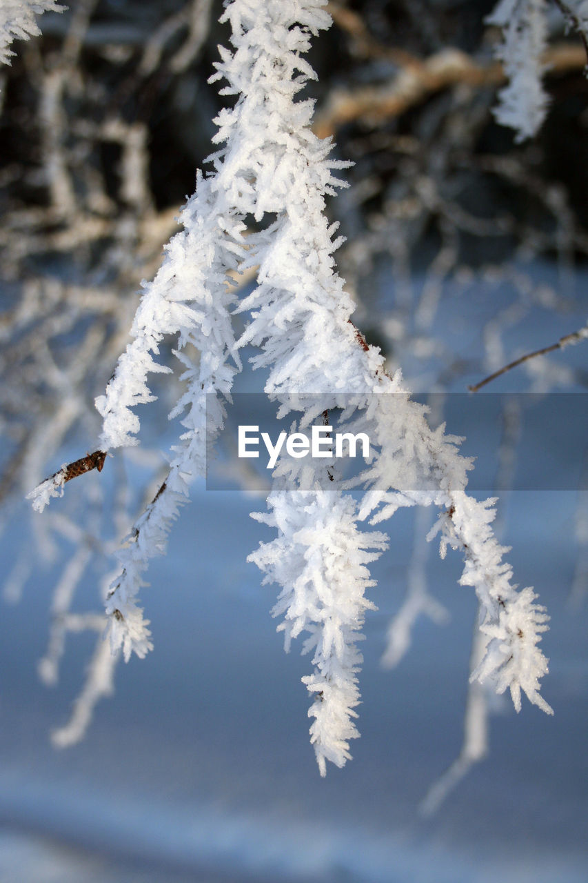 CLOSE-UP OF SNOW ON TREE