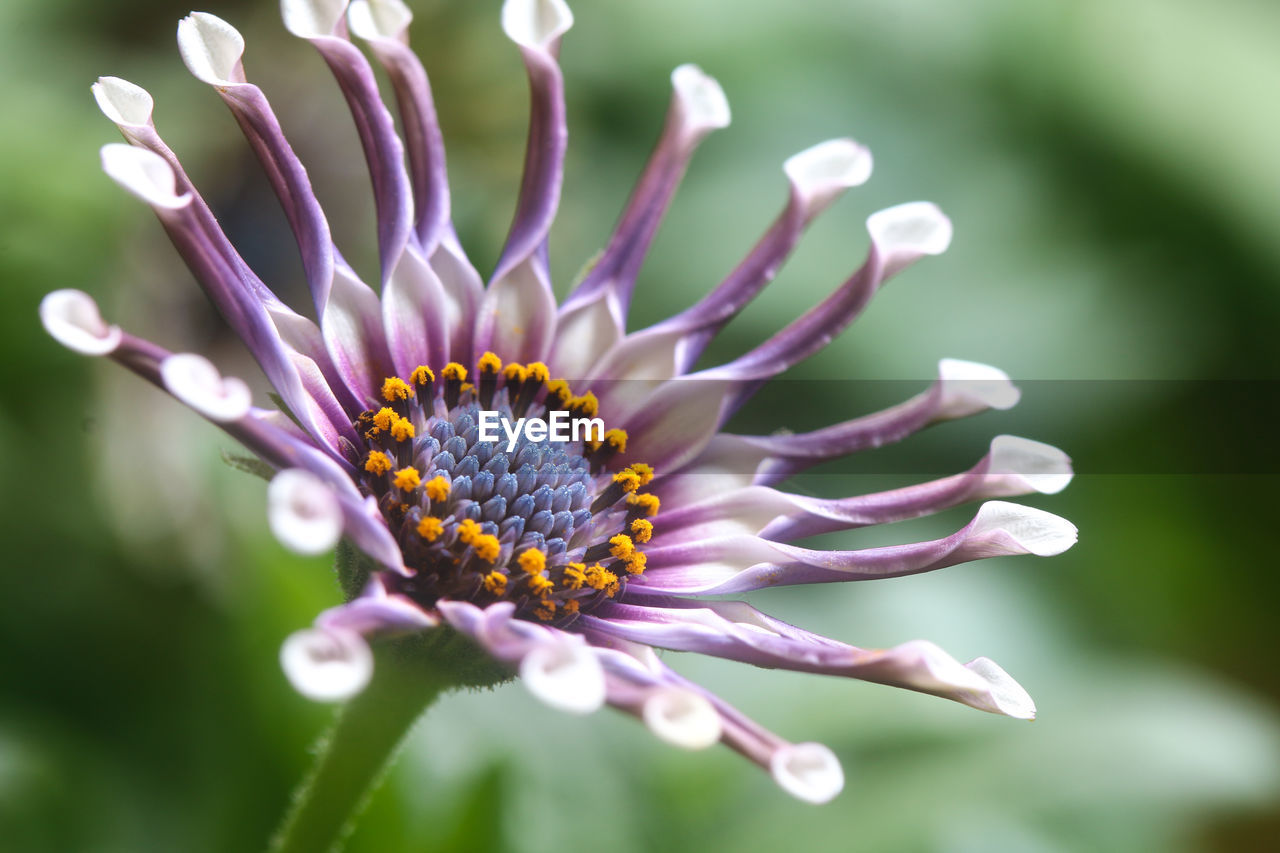 CLOSE-UP OF PURPLE FLOWERING PLANTS