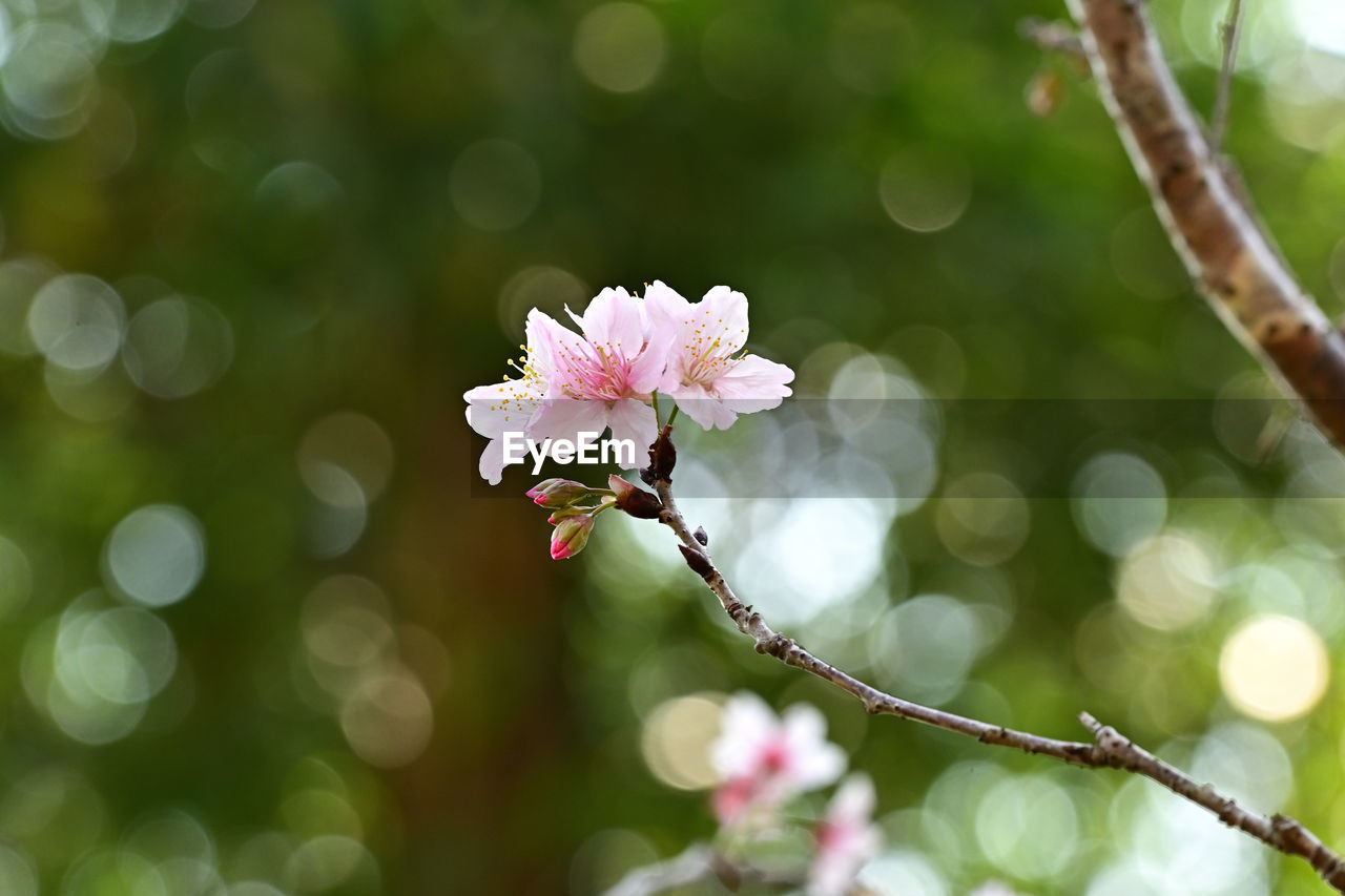 plant, flower, flowering plant, branch, beauty in nature, freshness, tree, blossom, nature, springtime, fragility, pink, green, leaf, close-up, spring, macro photography, growth, petal, flower head, produce, inflorescence, defocused, no people, outdoors, fruit, focus on foreground, sunlight, environment, selective focus, tranquility, botany, plant part, food, cherry blossom, summer, day, white