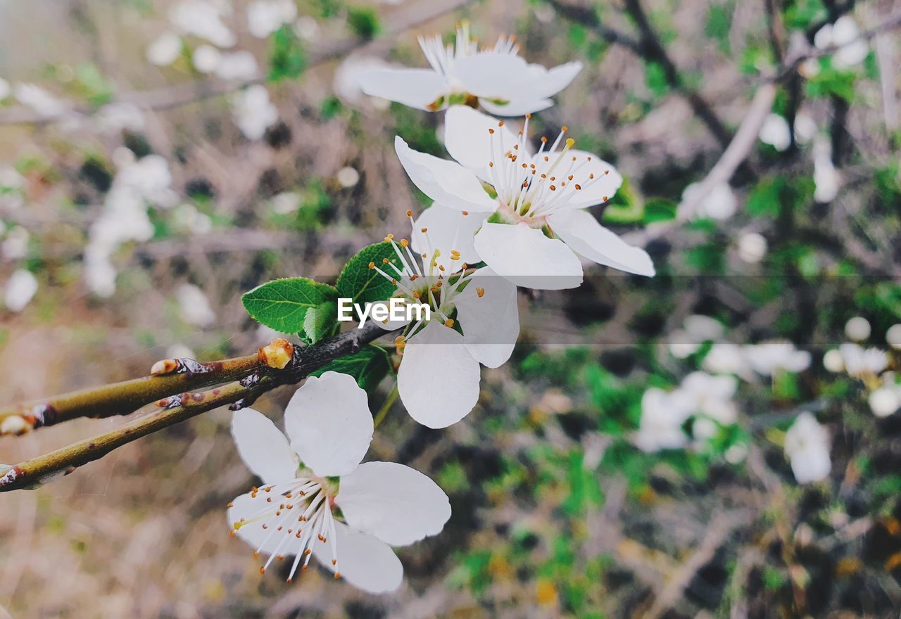 CLOSE-UP OF WHITE CHERRY BLOSSOMS