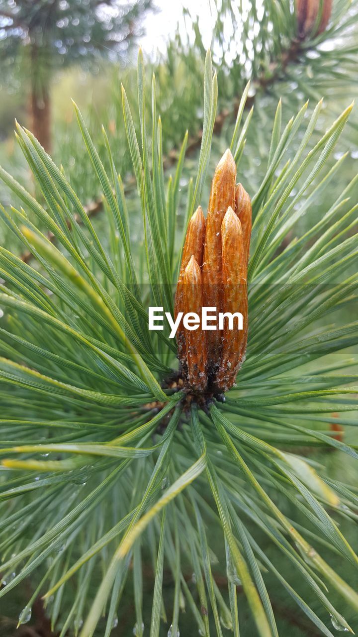 CLOSE-UP OF PINE CONES ON BRANCH
