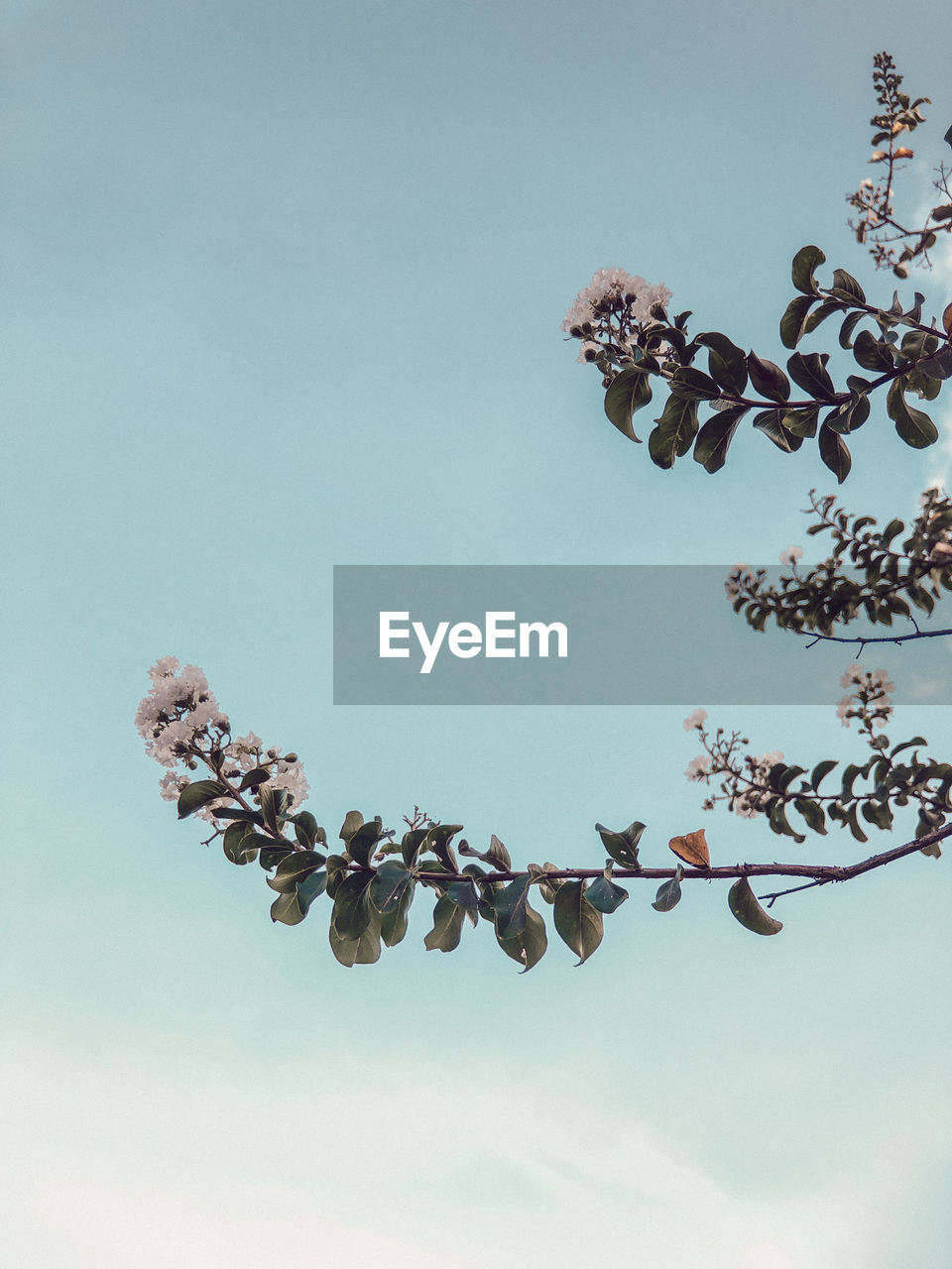 LOW ANGLE VIEW OF CHERRY BLOSSOMS AGAINST SKY