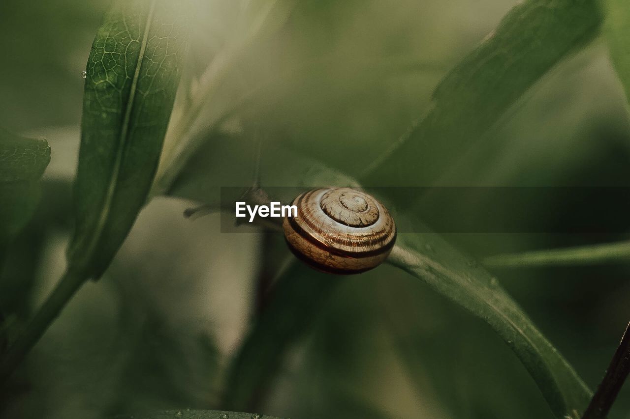 SNAIL ON LEAF