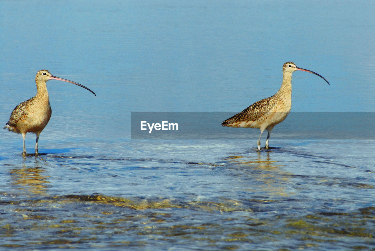 BIRD PERCHING ON A BEACH