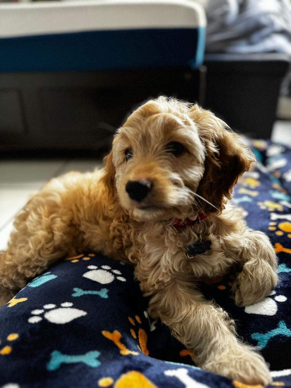 canine, dog, domestic animals, pet, mammal, animal themes, one animal, animal, puppy, cockapoo, lap dog, cute, indoors, no people, young animal, carnivore, relaxation, portrait, animal hair