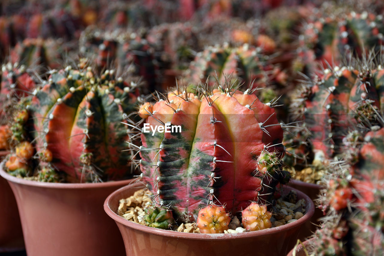 Gymnocalycium mihanovichii variegated in cactus farm.
