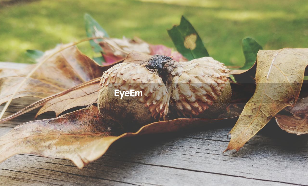 CLOSE-UP OF BIRD ON TABLE