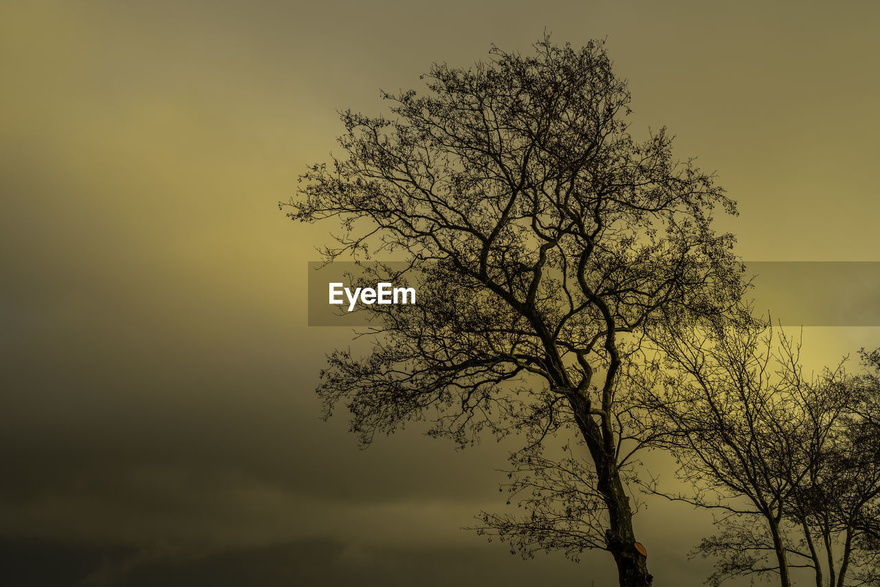 LOW ANGLE VIEW OF SILHOUETTE BARE TREE AGAINST SKY