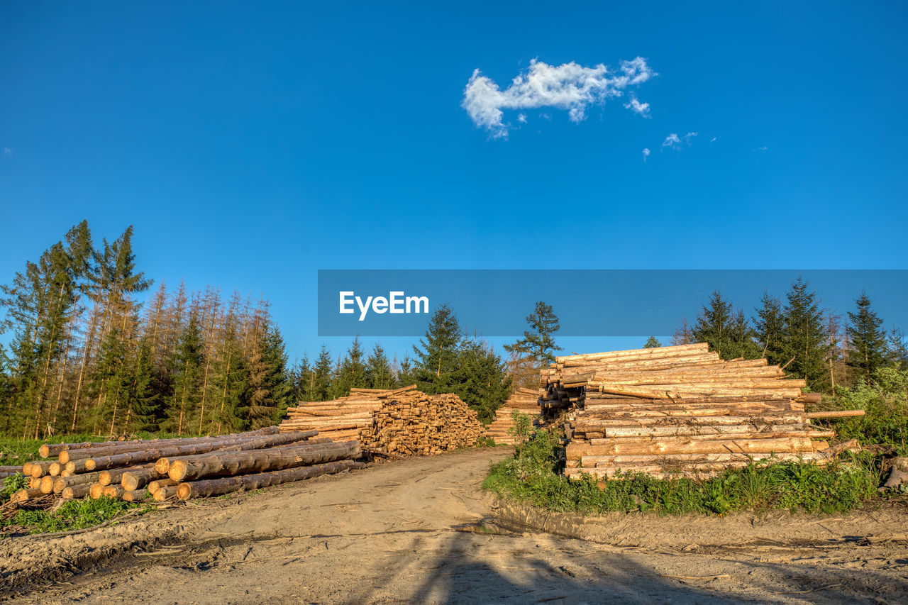 STACK OF LOGS ON ROAD AMIDST TREES IN FOREST