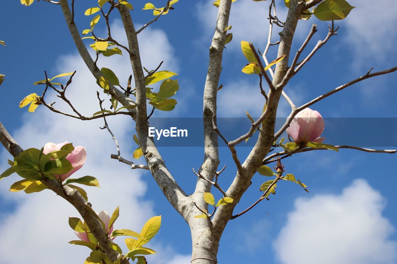 Low angle view of flowers blooming on tree