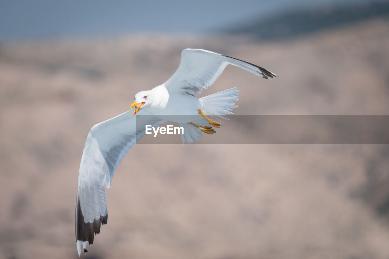 VIEW OF SEAGULL FLYING