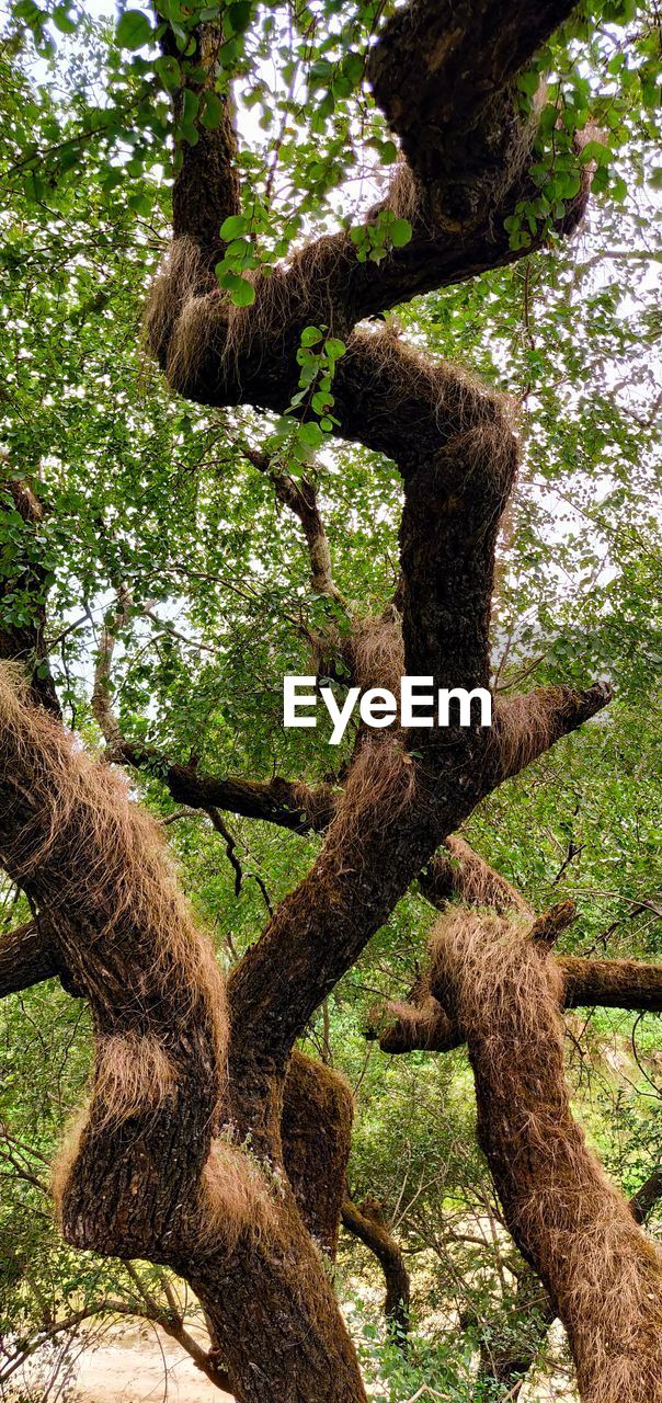 LOW ANGLE VIEW OF TREE GROWING IN FOREST