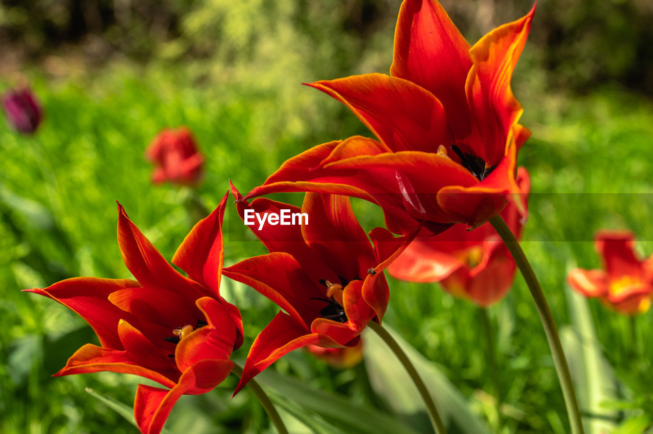 plant, flower, flowering plant, beauty in nature, red, petal, freshness, fragility, nature, flower head, close-up, inflorescence, growth, focus on foreground, no people, green, lily, vibrant color, botany, outdoors, springtime, plant part, orange color, day, leaf, land, blossom, garden, ornamental garden, flowerbed