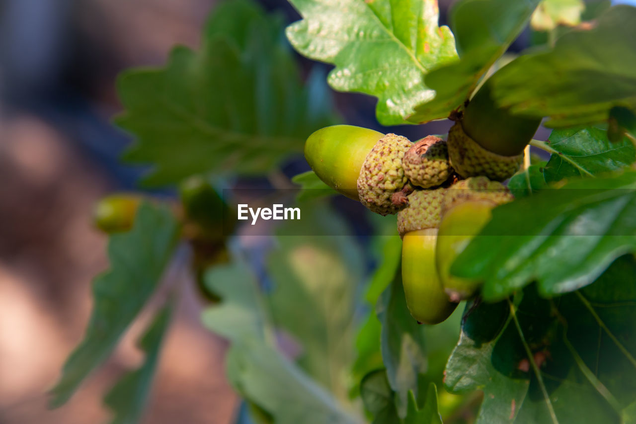 CLOSE-UP OF FRUITS GROWING ON PLANT