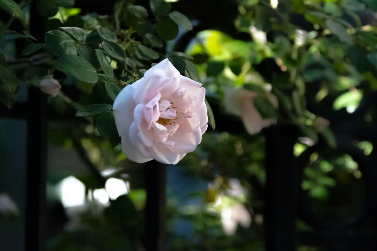 Close-up of white flowers against blurred background