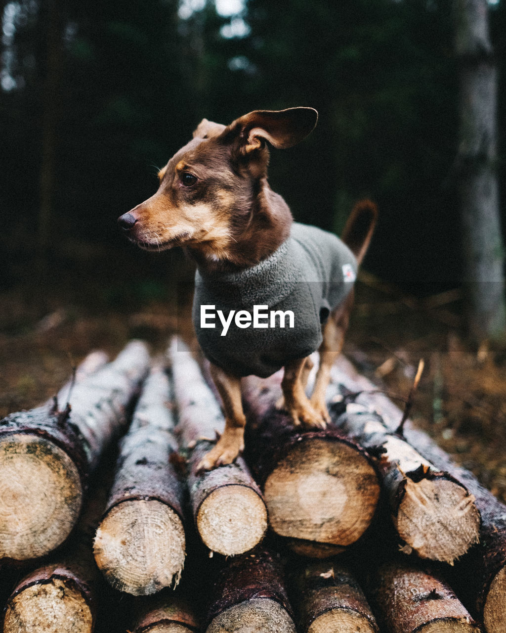 Dog looking away while standing on logs in forest
