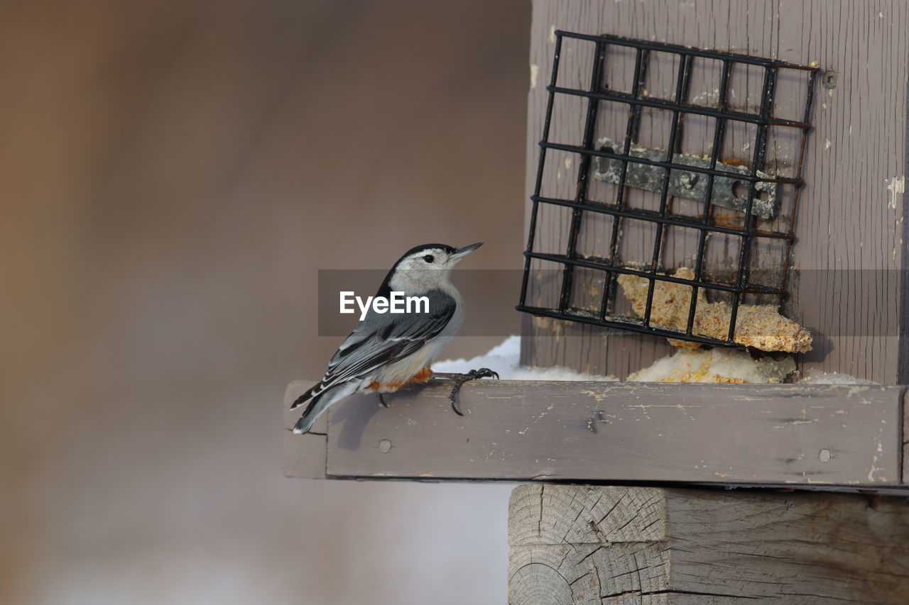 Bird perching on a feeder