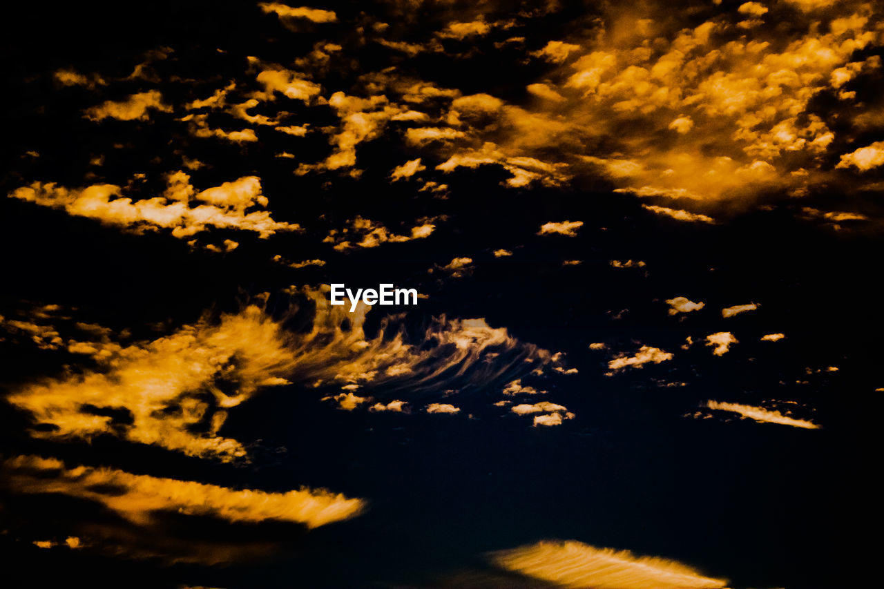 LOW ANGLE VIEW OF TREES AGAINST SKY