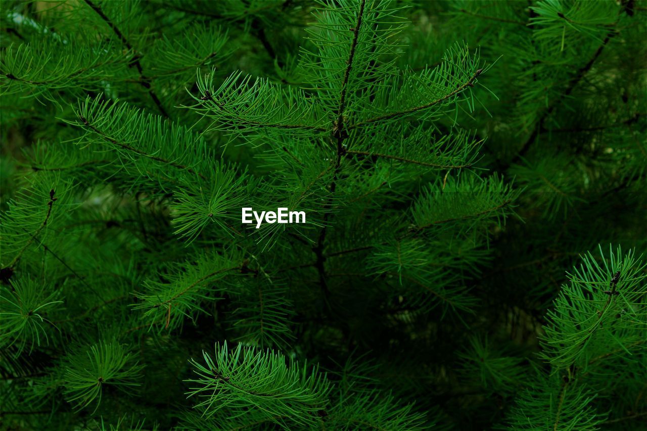 Close-up of pine tree