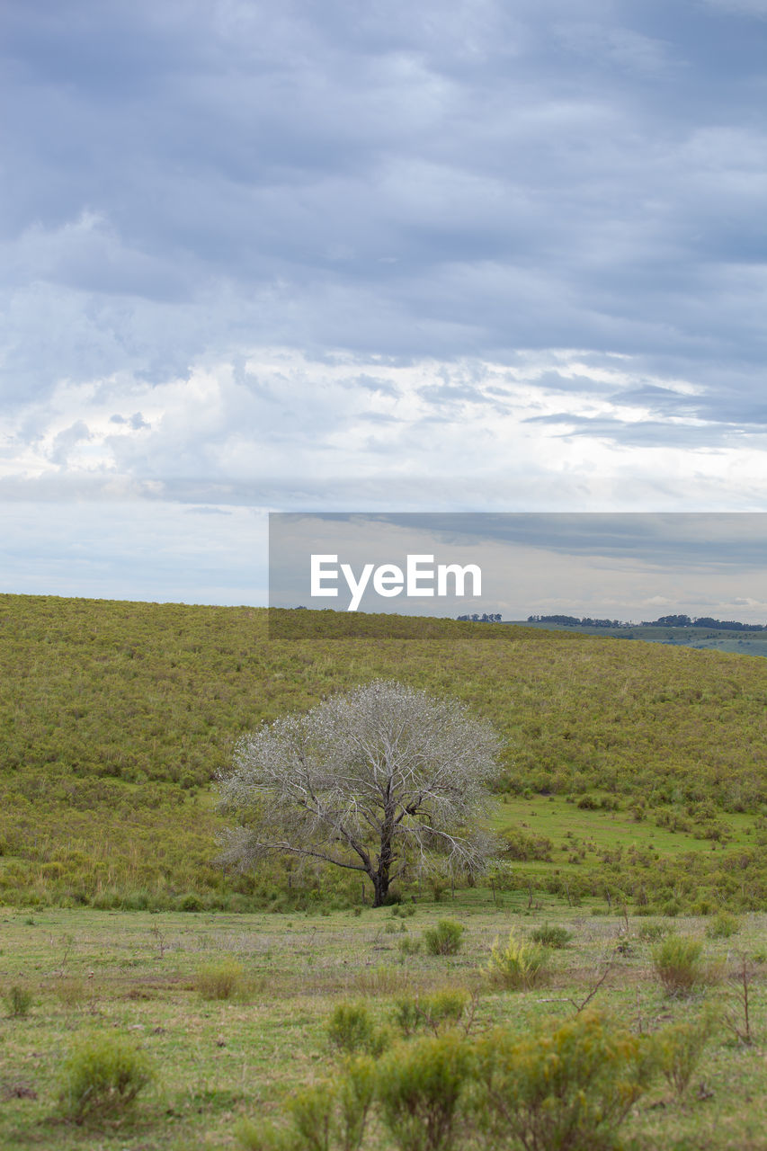 plant, cloud, landscape, sky, environment, natural environment, land, scenics - nature, beauty in nature, nature, grassland, tranquility, hill, grass, no people, tranquil scene, plain, prairie, field, steppe, day, tree, non-urban scene, growth, rural area, wetland, outdoors, meadow, green, pasture, horizon, horizon over land, plateau, wilderness, remote, rural scene